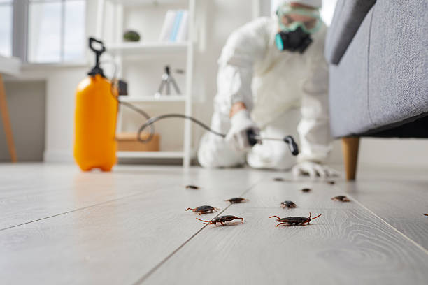 Post-Treatment Bed Bug Interceptor Monitoring in Alma